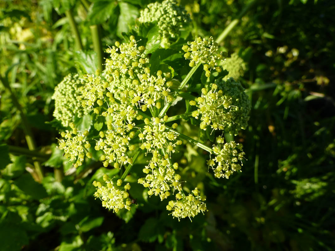 Smyrnium olusatrum
